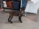 Belgian Shepherd Dog (Malinois) Puppies for sale in Victorville, CA, USA. price: NA