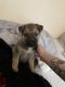 Belgian Shepherd Dog (Malinois) Puppies for sale in College Station, TX, USA. price: NA