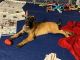 Belgian Shepherd Dog (Malinois) Puppies for sale in Phoenix, AZ, USA. price: $1,200