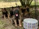 Belgian Shepherd Dog (Malinois) Puppies for sale in Baton Rouge, LA, USA. price: $1,500