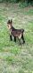 Belgian Shepherd Dog (Malinois) Puppies for sale in Apopka, FL 32712, USA. price: $1,500