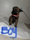 Belgian Shepherd Dog (Malinois) Puppies for sale in Hesperia, CA 92345, USA. price: NA