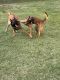 Belgian Shepherd Dog (Malinois) Puppies for sale in Dallas, TX, USA. price: $800