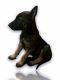 Belgian Shepherd Dog (Malinois) Puppies for sale in Houston, TX 77060, USA. price: $900