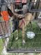 Belgian Shepherd Dog (Malinois) Puppies for sale in Miami, FL 33155, USA. price: $1,500