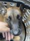 Belgian Shepherd Dog (Malinois) Puppies for sale in North Hollywood, Los Angeles, CA, USA. price: NA
