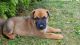 Belgian Shepherd Dog (Malinois) Puppies for sale in Clay, NY, USA. price: $800