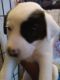 Belgian Shepherd Dog (Malinois) Puppies for sale in Aurora, CO, USA. price: $400
