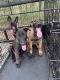 Belgian Shepherd Dog (Malinois) Puppies for sale in Palatka, FL 32177, USA. price: NA