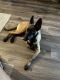 Belgian Shepherd Dog (Malinois) Puppies for sale in Santa Ana, CA, USA. price: $500