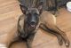 Belgian Shepherd Dog (Malinois) Puppies for sale in Stevenson Ranch, CA 91381, USA. price: NA