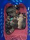 Belgian Shepherd Dog (Malinois) Puppies for sale in Copperas Cove, TX, USA. price: $750