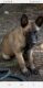 Belgian Shepherd Dog (Malinois) Puppies for sale in South El Monte, CA 91733, USA. price: NA
