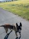 Belgian Shepherd Dog (Malinois) Puppies for sale in Romeoville, IL, USA. price: NA