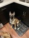 Belgian Shepherd Dog (Malinois) Puppies for sale in Culver City, CA, USA. price: NA