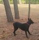 Belgian Shepherd Dog (Malinois) Puppies for sale in Hockley, TX 77447, USA. price: $400