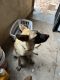 Belgian Shepherd Dog (Malinois) Puppies for sale in Tucson, AZ 85747, USA. price: $200