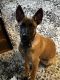 Belgian Shepherd Dog (Malinois) Puppies for sale in Dublin, OH 43016, USA. price: $1,500