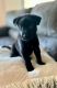 Belgian Shepherd Dog (Malinois) Puppies for sale in Decatur, AL 35601, USA. price: NA