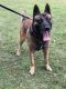 Belgian Shepherd Dog (Malinois) Puppies for sale in Queens, NY, USA. price: NA