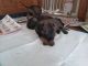 Belgian Shepherd Dog (Malinois) Puppies for sale in Chicago, IL, USA. price: $700