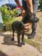 Belgian Shepherd Dog (Malinois) Puppies for sale in Beaumont, CA 92223, USA. price: $700