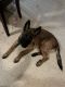 Belgian Shepherd Dog (Malinois) Puppies for sale in Anaheim, CA 92806, USA. price: $1,500