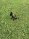 Belgian Shepherd Dog (Malinois) Puppies for sale in Indian River County, FL, USA. price: NA