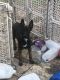 Belgian Shepherd Dog (Malinois) Puppies for sale in San Antonio, TX, USA. price: $1,400