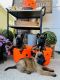 Belgian Shepherd Dog (Malinois) Puppies for sale in Berne, IN 46711, USA. price: NA