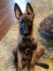 Belgian Shepherd Dog (Malinois) Puppies for sale in Kalispell, MT 59901, USA. price: NA