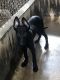 Belgian Shepherd Dog (Malinois) Puppies for sale in New York, NY, USA. price: $500
