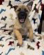 Belgian Shepherd Dog (Malinois) Puppies for sale in St. George, UT, USA. price: NA