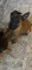 Belgian Shepherd Dog (Malinois) Puppies for sale in Burleson, TX, USA. price: NA