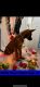 Belgian Shepherd Dog (Malinois) Puppies for sale in Livingston, TX 77351, USA. price: NA