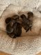 Belgian Shepherd Dog (Malinois) Puppies for sale in New York, NY, USA. price: $2,000