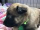 Belgian Shepherd Dog (Malinois) Puppies for sale in Leander, TX 78641, USA. price: NA