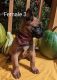 Belgian Shepherd Dog (Malinois) Puppies for sale in 5960 OH-134, Lynchburg, OH 45142, USA. price: NA