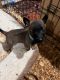 Belgian Shepherd Dog (Malinois) Puppies for sale in Gulfport, MS, USA. price: NA
