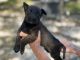 Belgian Shepherd Dog (Malinois) Puppies for sale in Port St. Lucie, FL 34953, USA. price: NA