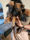 Belgian Shepherd Dog (Malinois) Puppies for sale in 5402 Jim Ave, Killeen, TX 76549, USA. price: NA