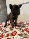 Belgian Shepherd Dog (Malinois) Puppies for sale in Lancaster, CA, USA. price: NA