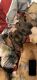 Belgian Shepherd Dog (Malinois) Puppies for sale in Greenville, SC, USA. price: $2,500