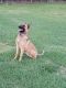 Belgian Shepherd Dog (Malinois) Puppies for sale in Madisonville, KY 42431, USA. price: $2,000