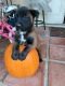 Belgian Shepherd Dog (Malinois) Puppies for sale in Canoga Park, CA 91304, USA. price: NA