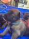 Belgian Shepherd Dog (Malinois) Puppies for sale in Porterville, CA 93257, USA. price: $500