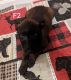 Belgian Shepherd Dog (Malinois) Puppies for sale in 5960 OH-134, Lynchburg, OH 45142, USA. price: $1,750