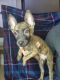 Belgian Shepherd Dog (Malinois) Puppies for sale in Las Vegas, NV 89178, USA. price: $1,200