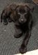 Belgian Shepherd Dog (Malinois) Puppies for sale in Millington, TN 38053, USA. price: NA
