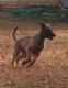 Belgian Shepherd Dog (Malinois) Puppies for sale in South Fulton, GA, USA. price: $1,500